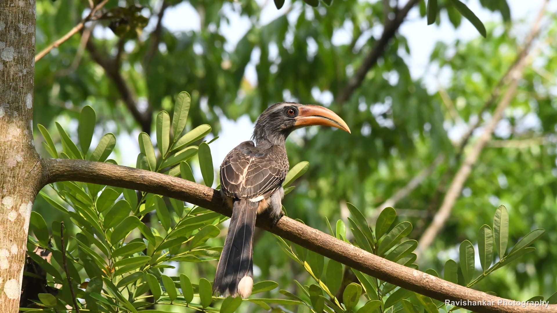 Malabar Grey Hornbill, perched on a curved branch — Thattekadu Bird Sanctuary, Kerala, Dec 2018