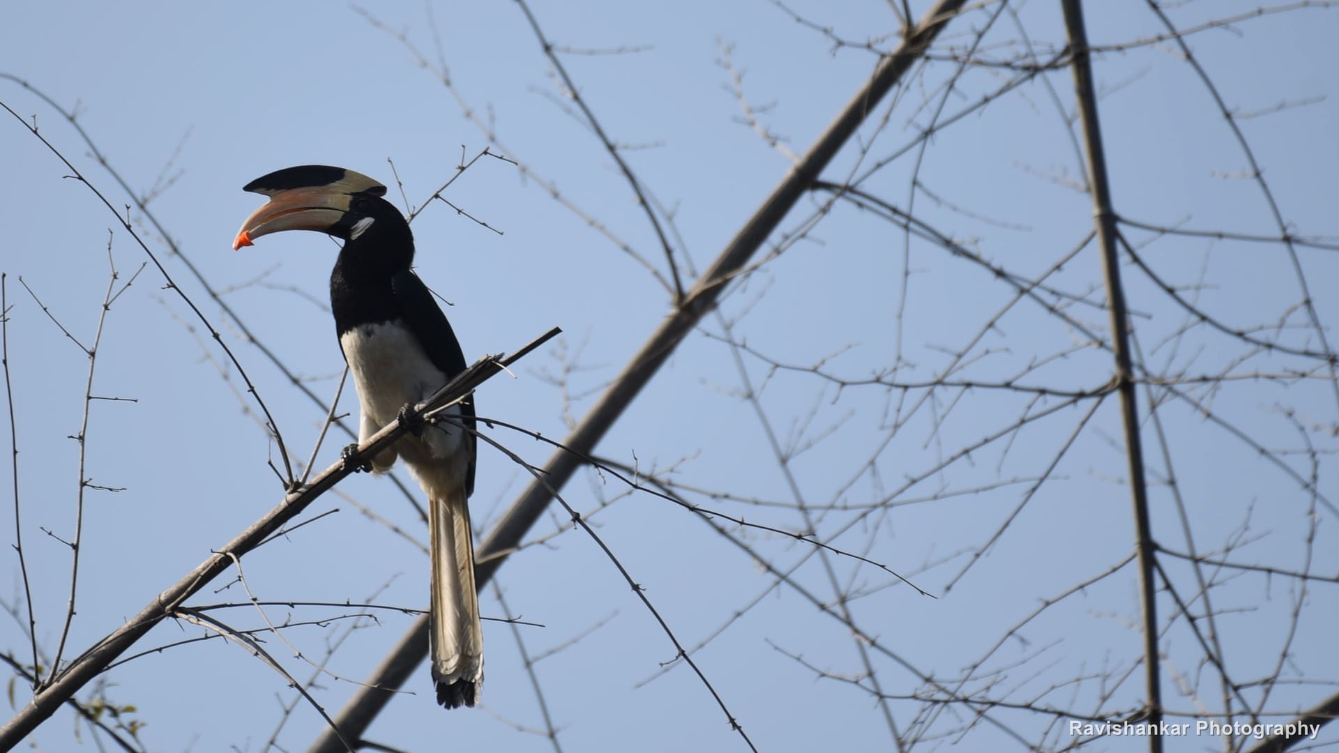 Malabar Pied Hornbill, perched on a slender branch against a pale blue sky — Bhadra Tiger Reserve, Karnataka, Dec 2017
