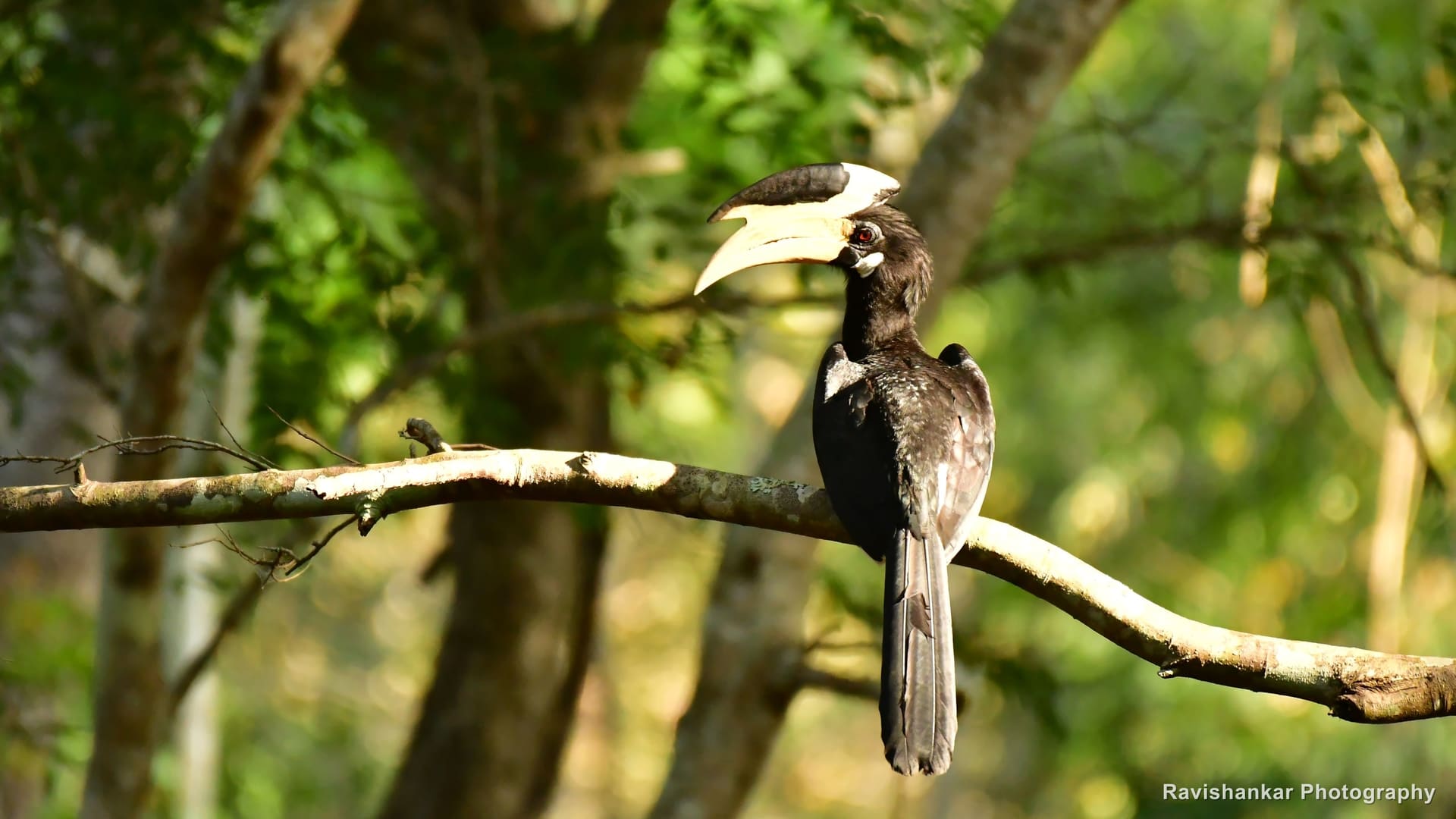 Hornbills