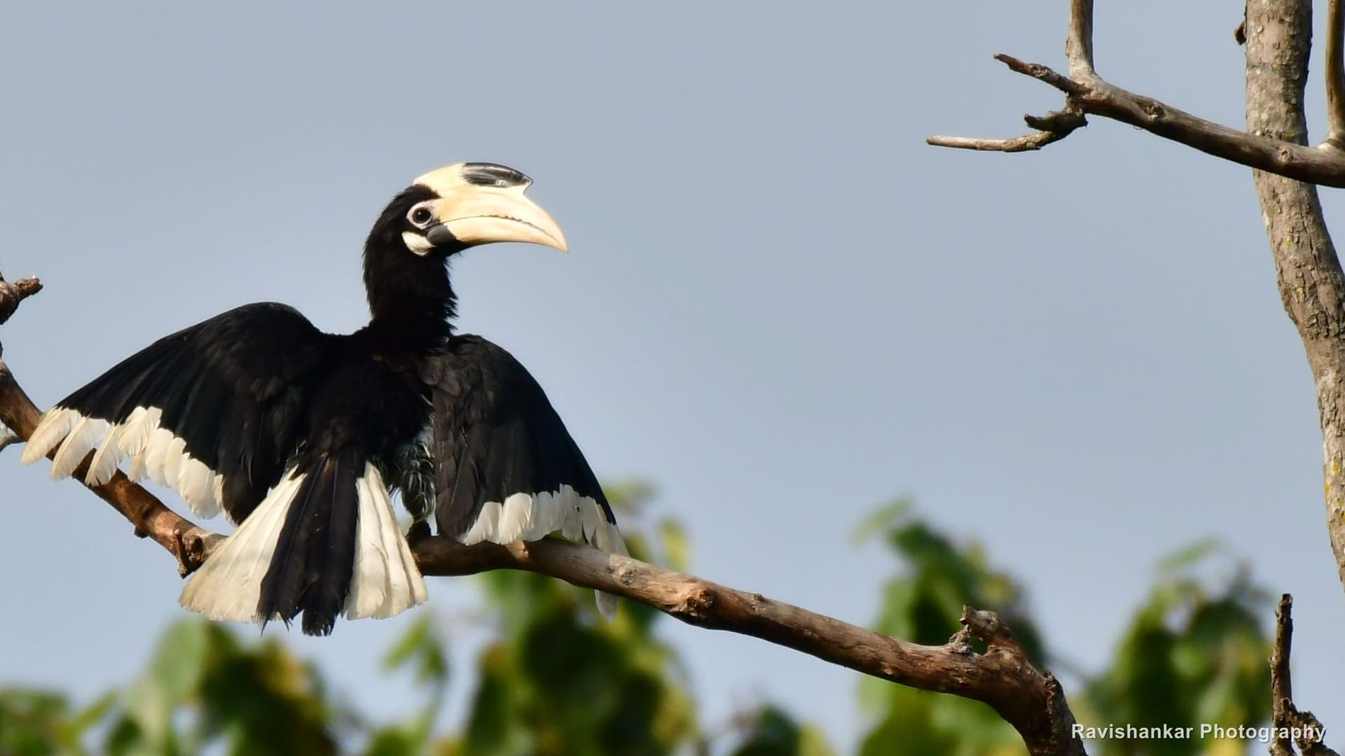 Malabar Pied Hornbill, wings spread on a bare branch — Bhadra Tiger Reserve, Karnataka, Jan 2020