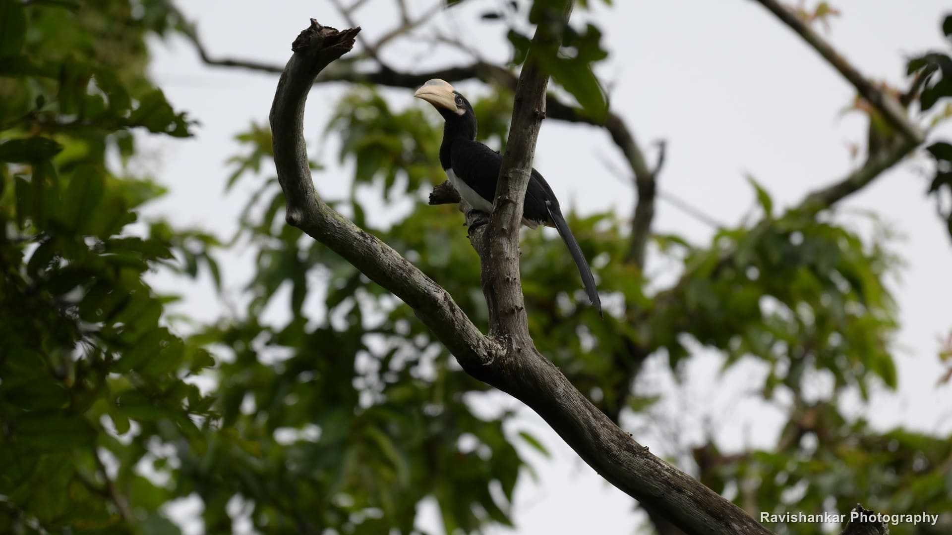 Malabar Pied Hornbill, perched on a bare branch — Kali Tiger Reserve, Dandeli, Karnataka, Jul 2026