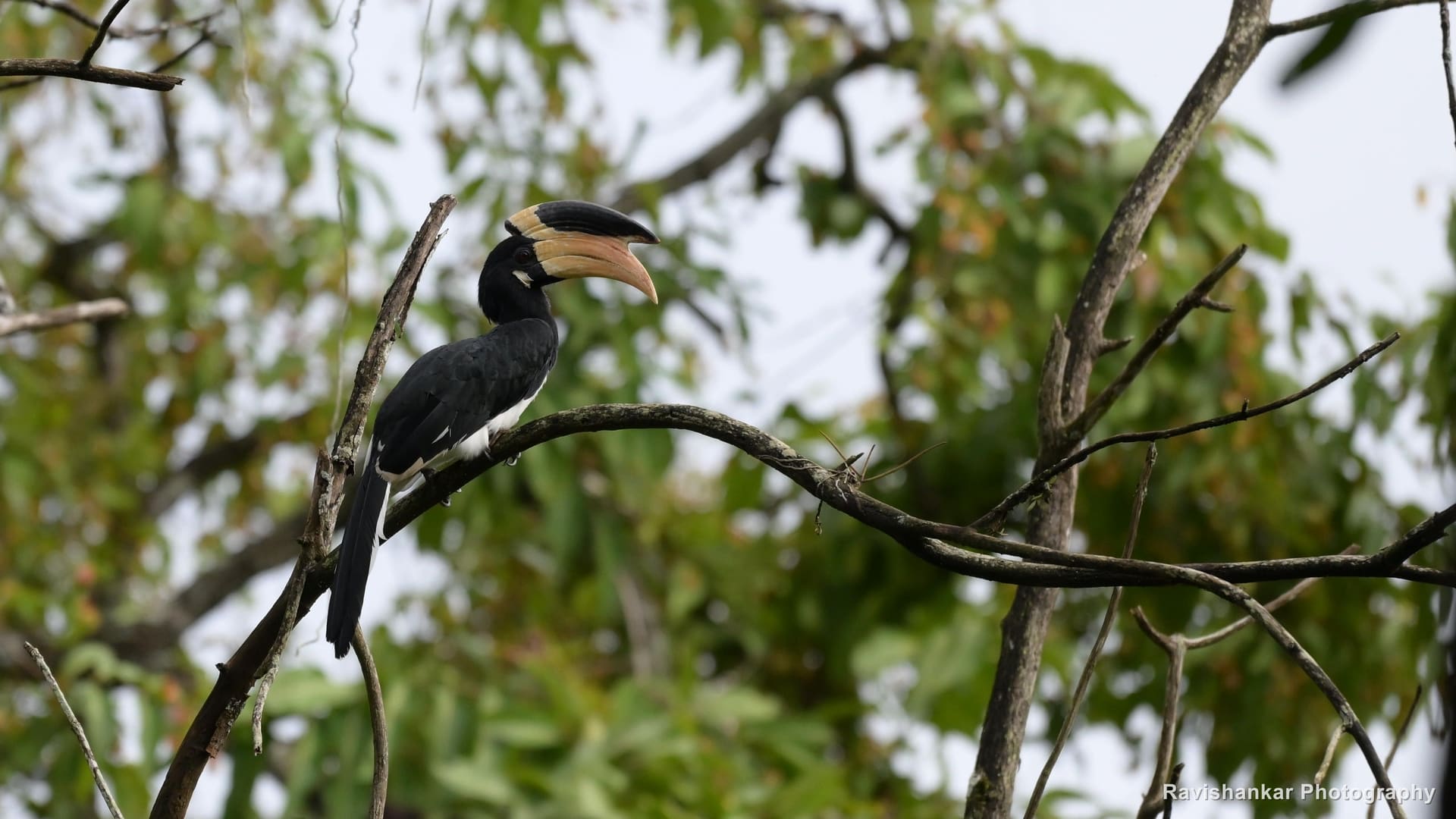 Malabar Pied Hornbill, perched on a branch — Kali Tiger Reserve, Dandeli, Karnataka, Jul 2026