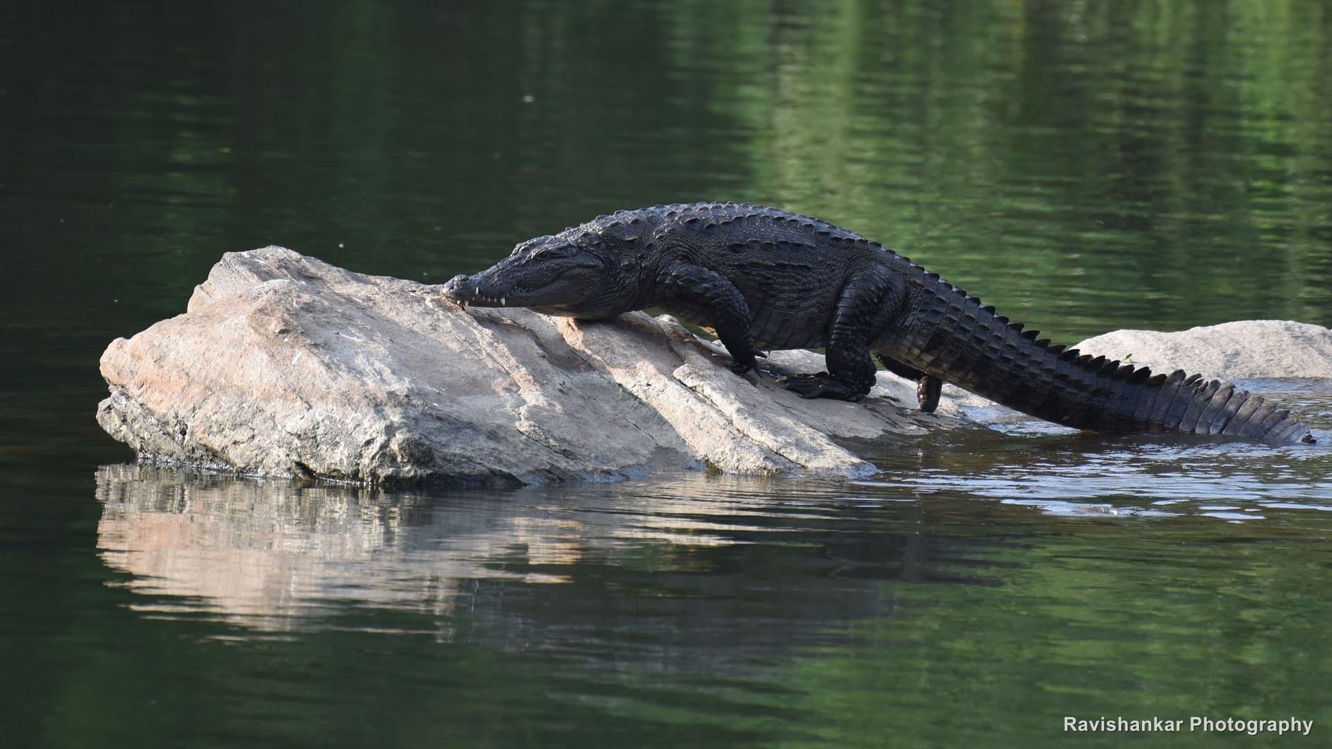 Mugger Crocodile, walking over a rock in the river — K Gudi, Karnataka (place to confirm), Oct 2017