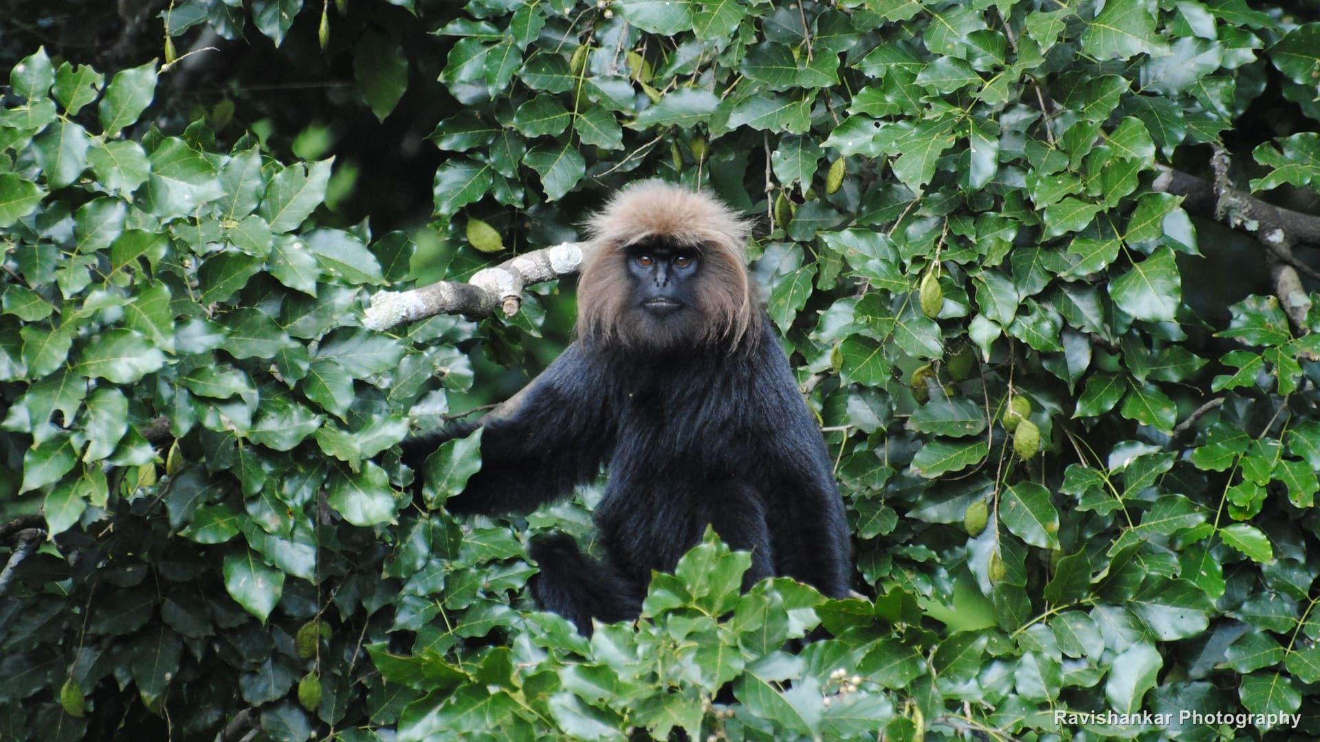 Nilgiri Langur, looking at camera — Parambikulam Tiger Reserve, Kerala, Sep 2015