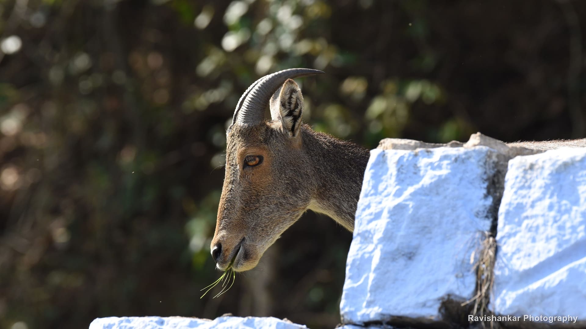 Nilgiri Tahr, chewing grass beside a white wall — Valparai, Tamil Nadu, Mar 2017