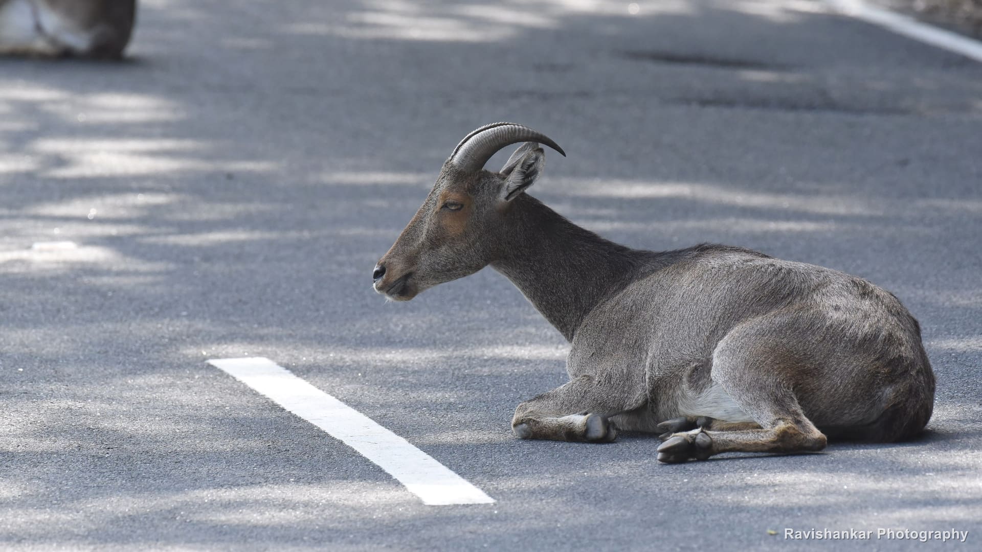 Nilgiri Tahr, resting on the road — Valparai, Tamil Nadu, Mar 2017