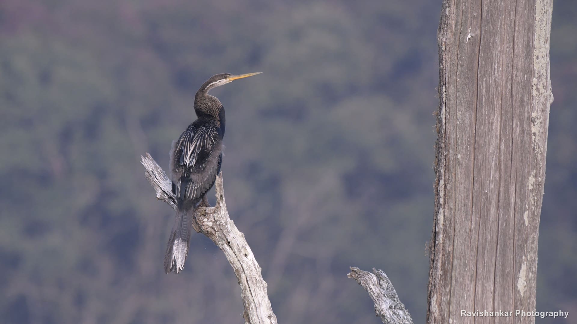 Oriental Darter, perched on a dead branch above the water — Bhadra Tiger Reserve, Karnataka, Dec 2020