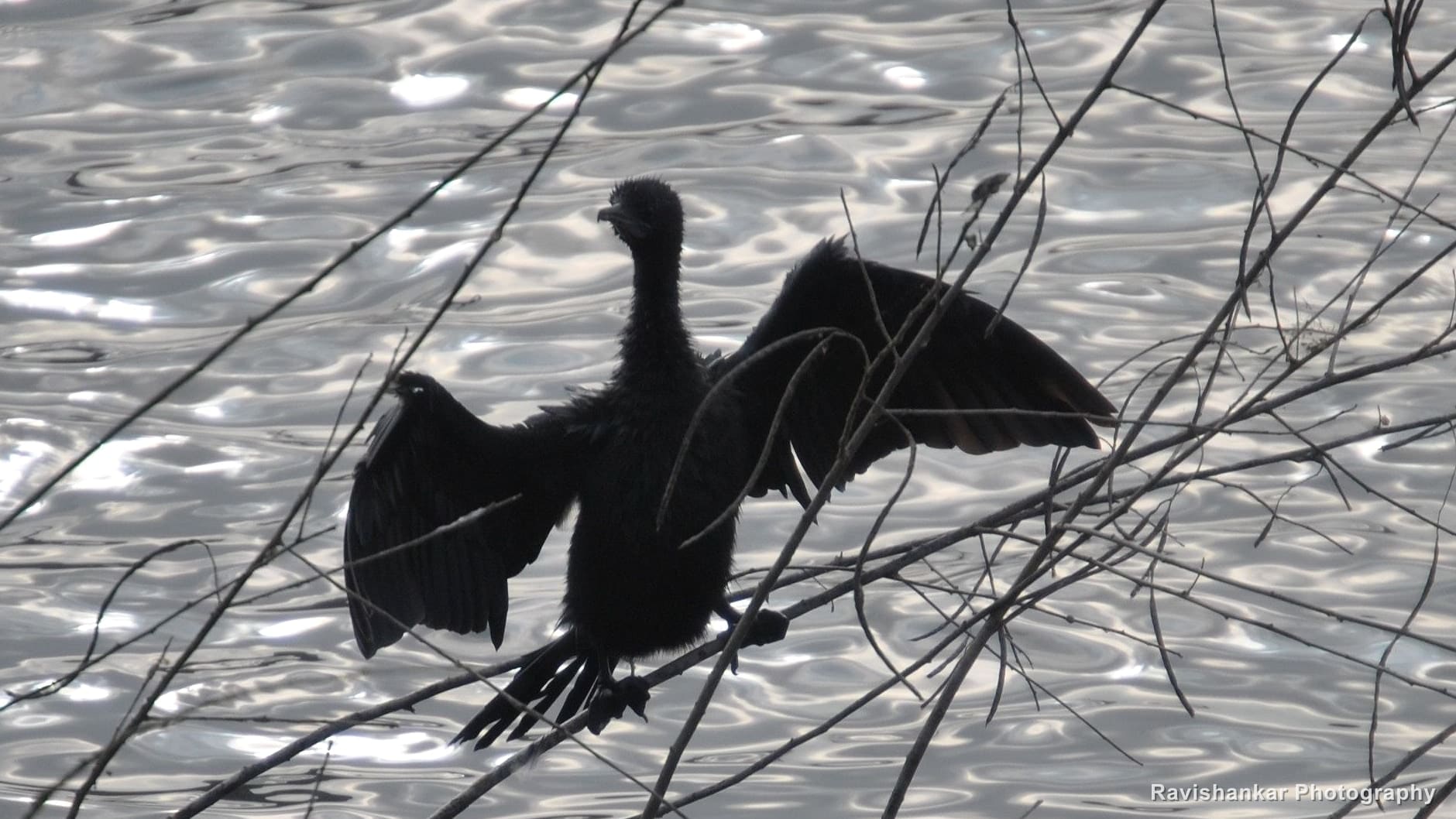 Oriental Darter, drying wings, silhouette against the lake — Kaikondrahalli Lake, Bengaluru, Karnataka, Feb 2014