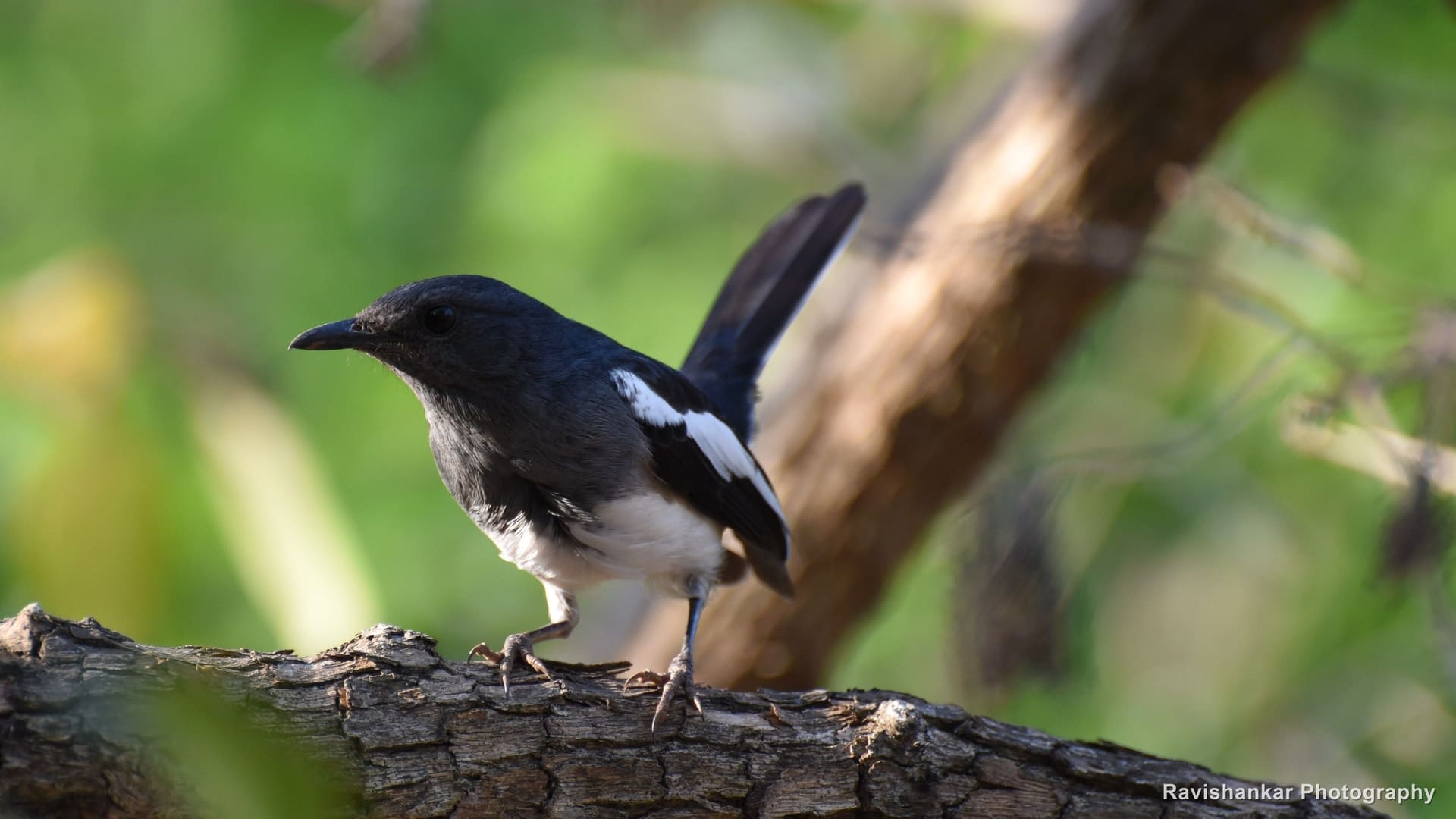 Oriental Magpie-Robin, on a gnarled branch, green background — Lalbagh Botanical Garden, Bengaluru, Karnataka, Feb 2016