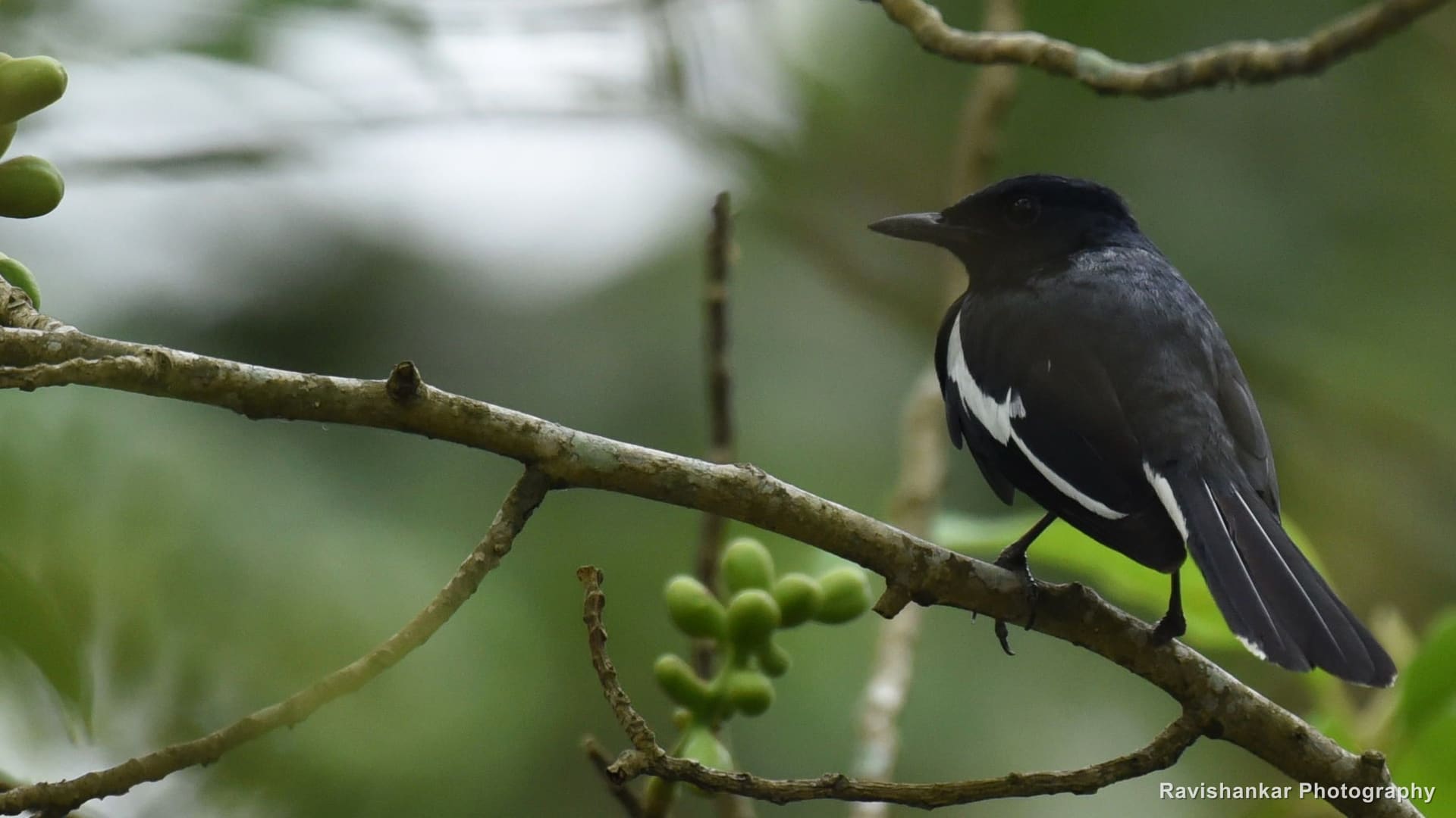 Oriental Magpie-Robin, in a leafy tree — Periyar Tiger Reserve, Kerala, Apr 2018