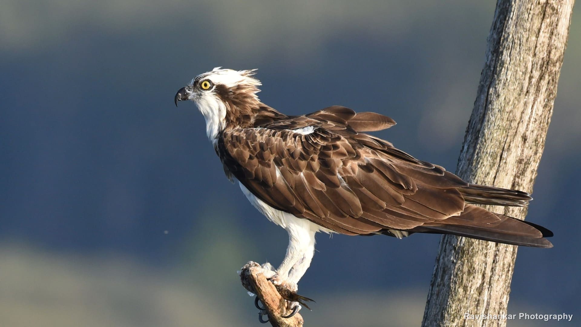 Osprey, perched on a dead branch above the reservoir — Bhadra Tiger Reserve, Karnataka, Dec 2017