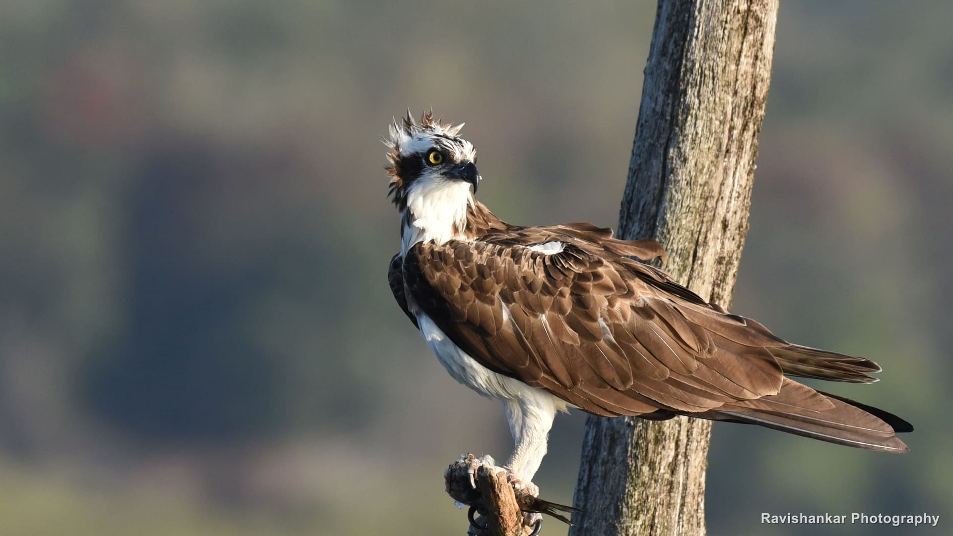 Osprey, perched on a dead branch above the reservoir — Bhadra Tiger Reserve, Karnataka, Dec 2017