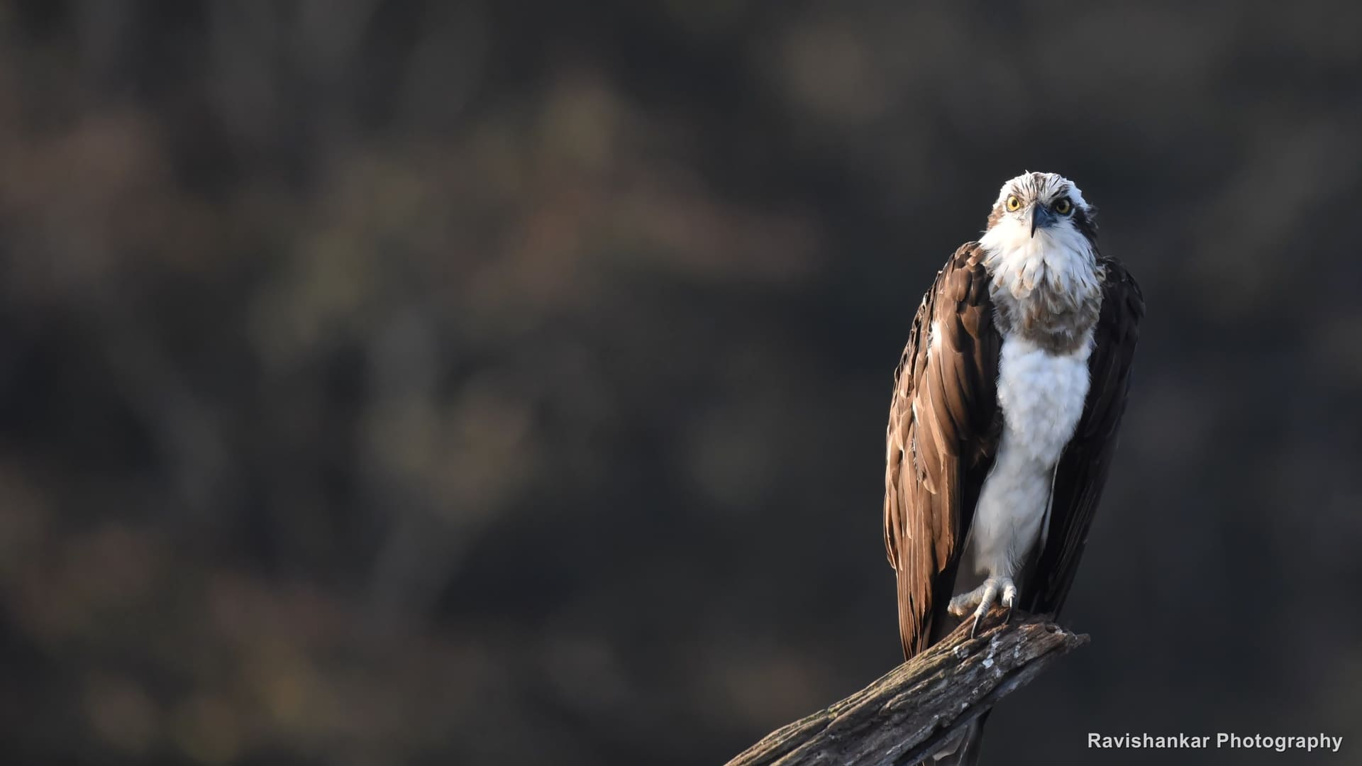 Osprey, perched at dawn on a bare branch — Bhadra Tiger Reserve, Karnataka, Dec 2017
