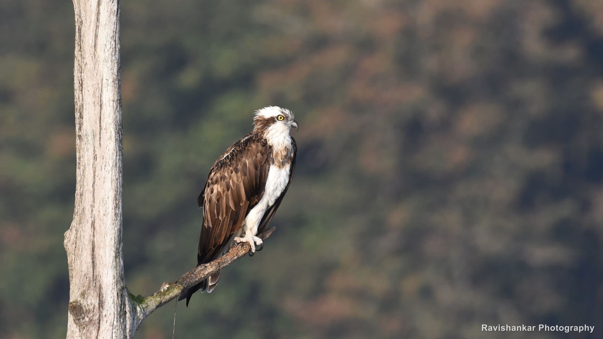 Osprey, perched on a dead trunk at dawn — Bhadra Tiger Reserve, Karnataka, Dec 2017