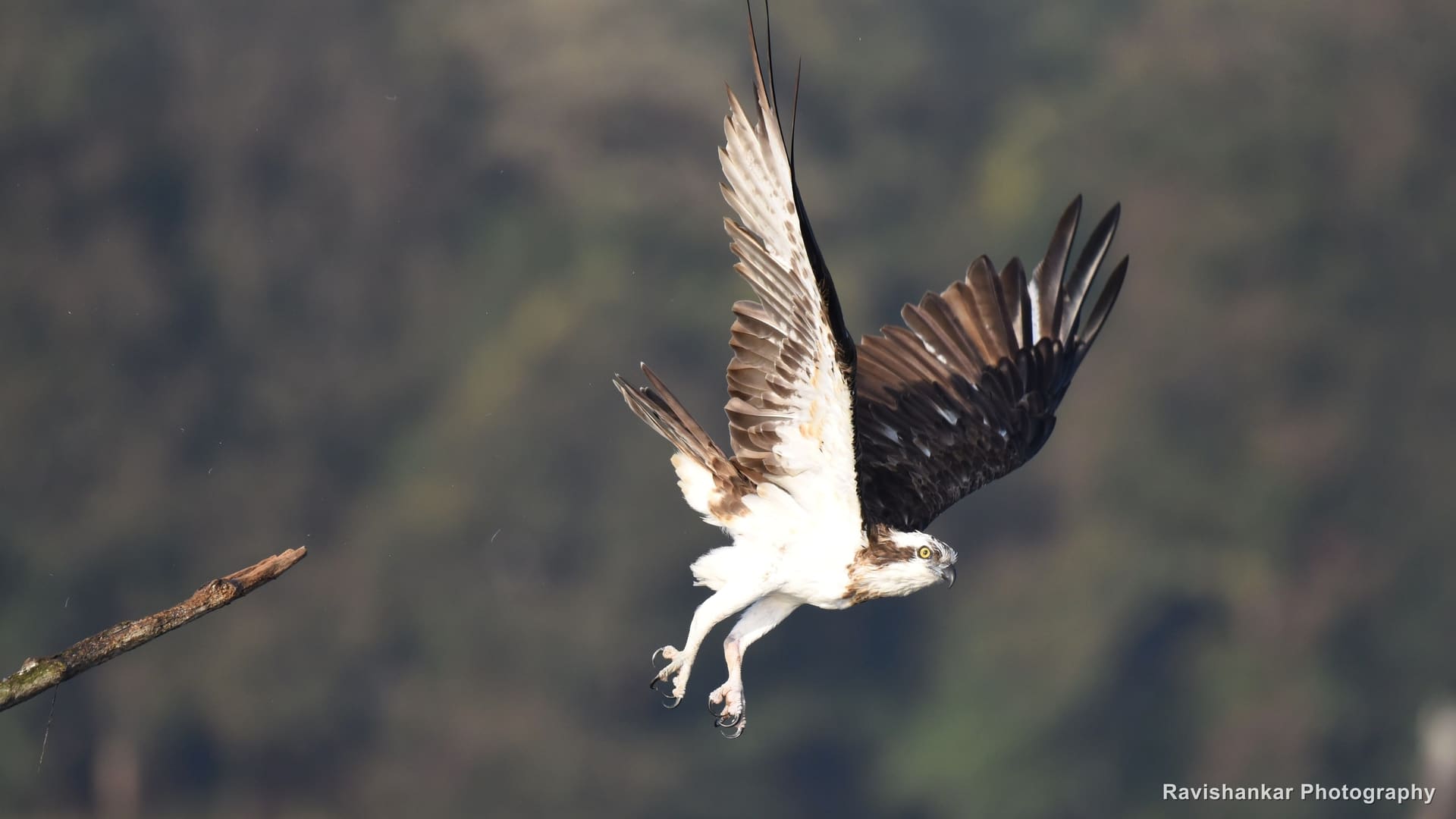 Osprey, launching from a branch, wings raised — Bhadra Tiger Reserve, Karnataka, Dec 2017