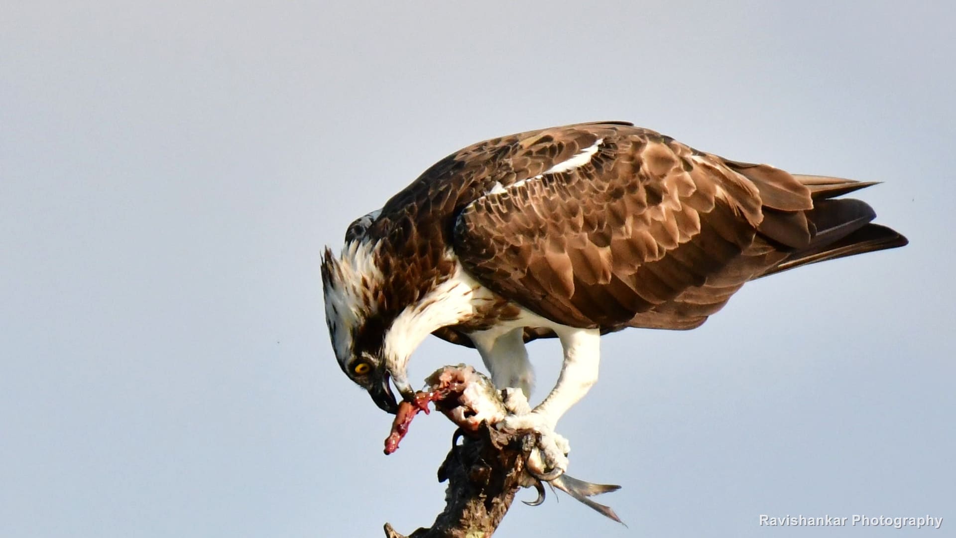 Raptors