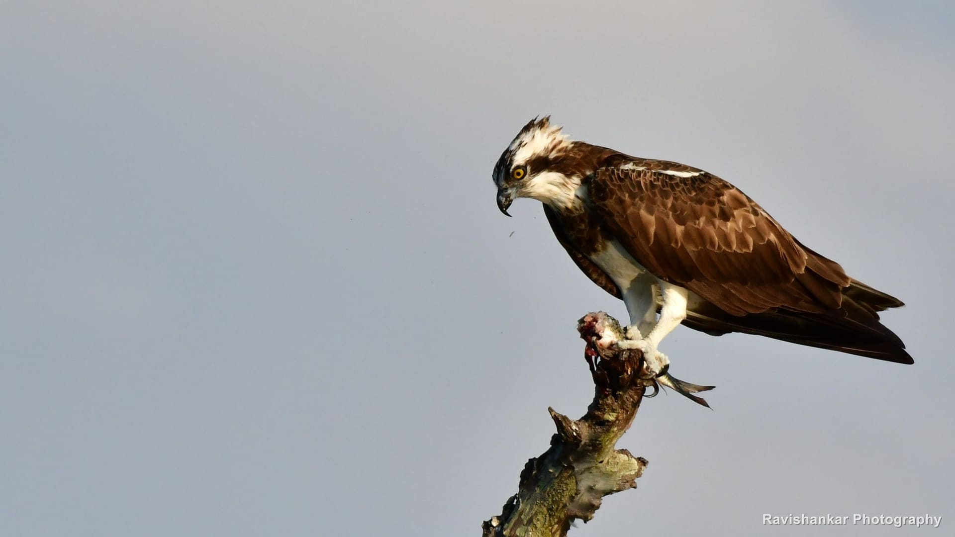 Osprey, on a dead branch with its catch — Bhadra Tiger Reserve, Karnataka, Jan 2020