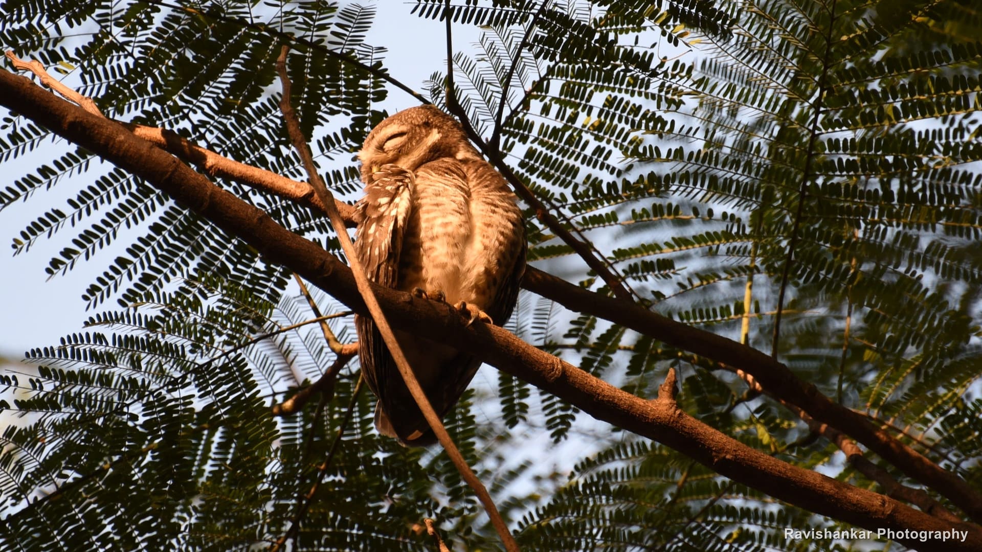 Owl, small owl roosting on a branch, eyes closed — Lalbagh Botanical Garden, Bengaluru, Karnataka, Feb 2016