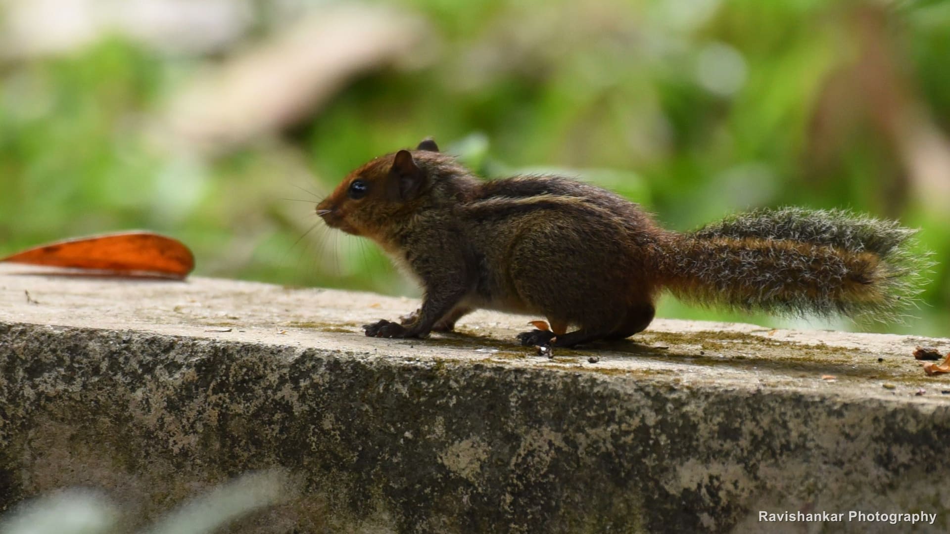 Squirrels