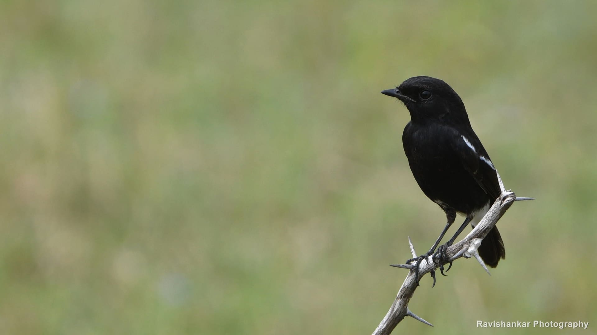 Pied Bushchat, male on a thorny twig — Kaveripakkam, Tamil Nadu (place to confirm), Nov 2020
