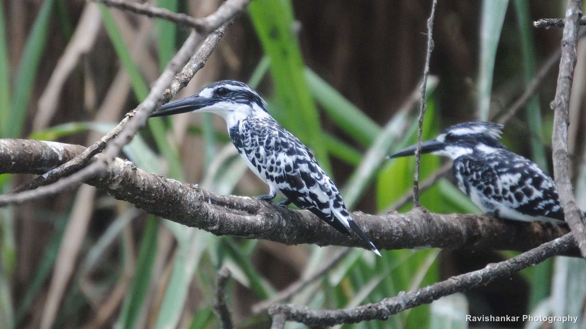 Pied Kingfisher, pair on a reed-covered branch — Ranganathittu Bird Sanctuary, Karnataka, Aug 2015