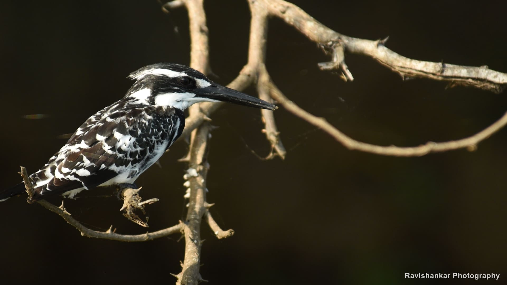 Pied Kingfisher, perched on a bare branch, dark background — Ranganathittu Bird Sanctuary, Karnataka, Jan 2016