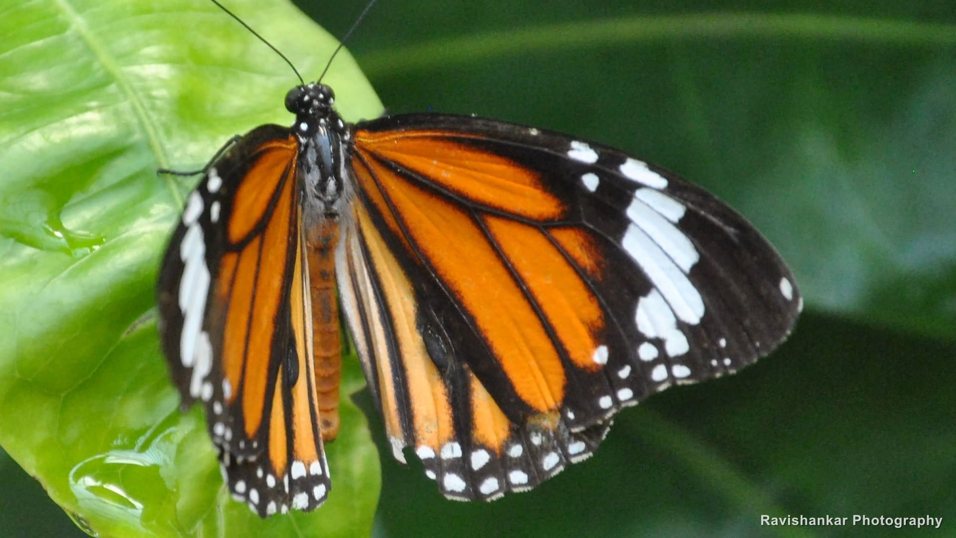 Plain Tiger (butterfly), butterfly park — Bannerghatta Biological Park, Bengaluru, Karnataka, Apr 2014