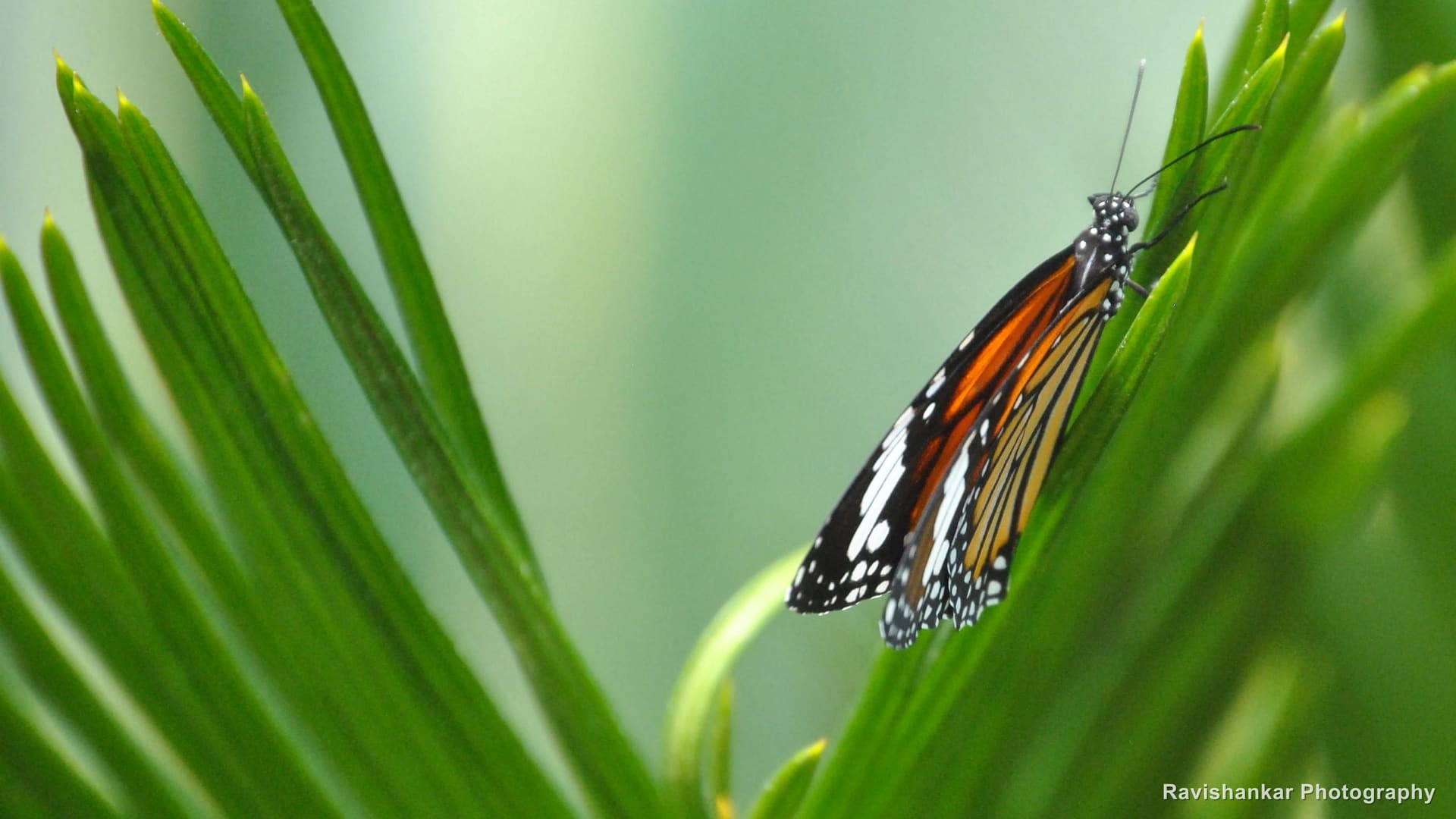 Plain Tiger (butterfly), resting on a green cycad leaf — Bannerghatta Biological Park, Bengaluru, Karnataka, Apr 2014