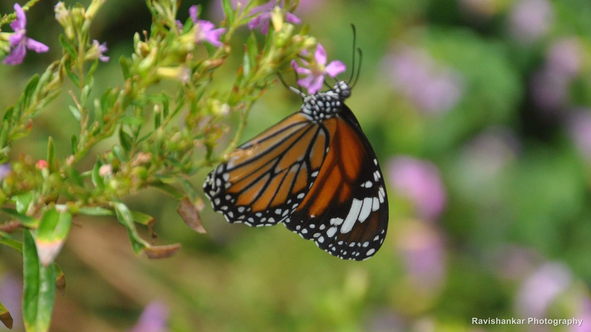 Plain Tiger (butterfly), on a pink flower, wings open — Bannerghatta Biological Park, Bengaluru, Karnataka, Apr 2014