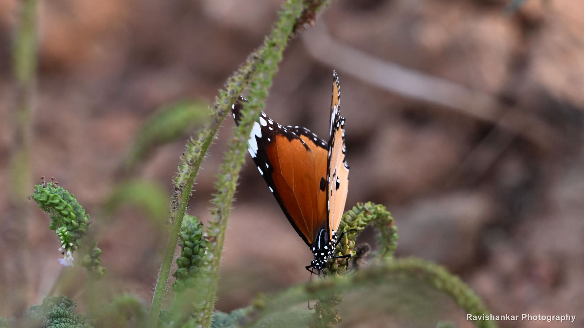 Butterflies