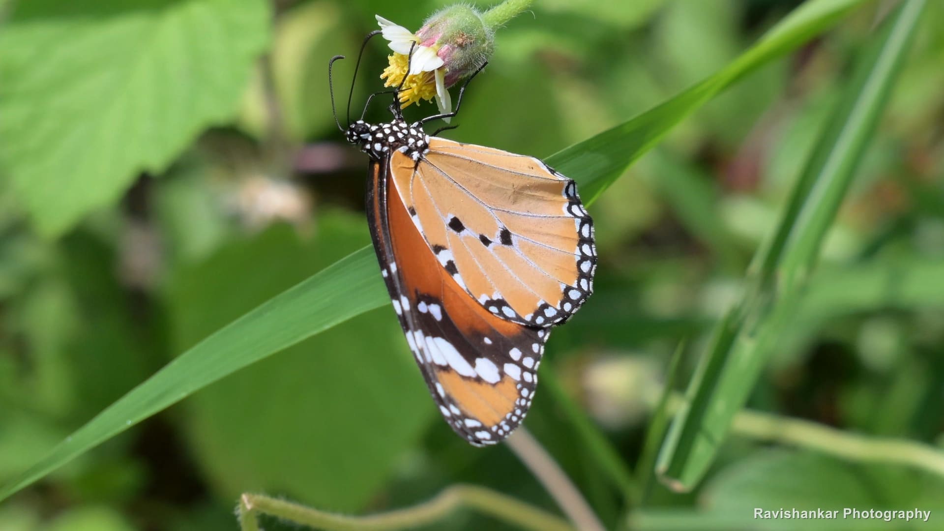 Plain Tiger (butterfly), feeding on a small flower — Sirdavoor, Karnataka (place to confirm), Sep 2026