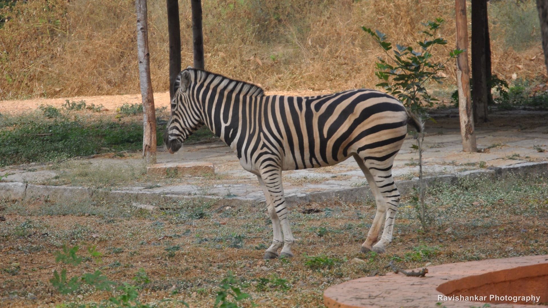 Plains Zebra, standing — Mysore Zoo, Jan 2014