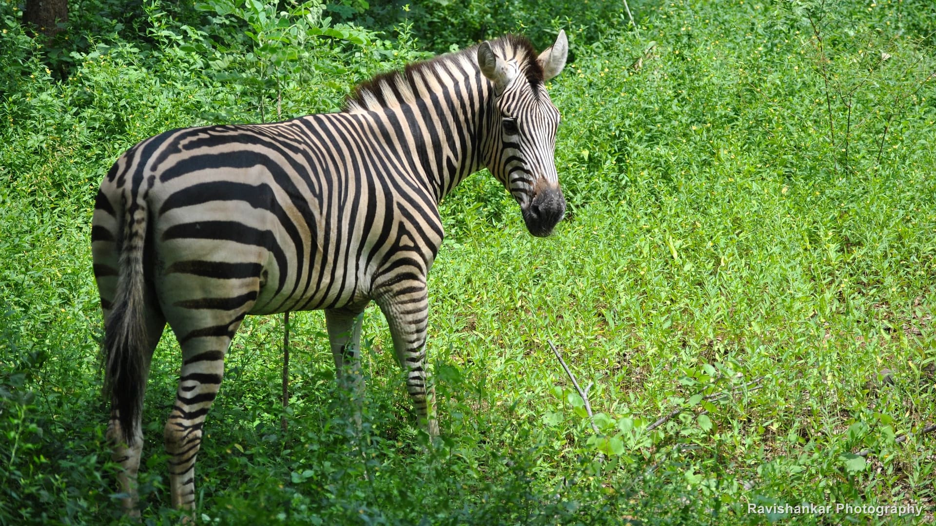 Plains Zebra, standing in green grass, head turned to the camera — Arignar Anna Zoological Park, Vandalur, Chennai, Tamil Nadu, Oct 2015