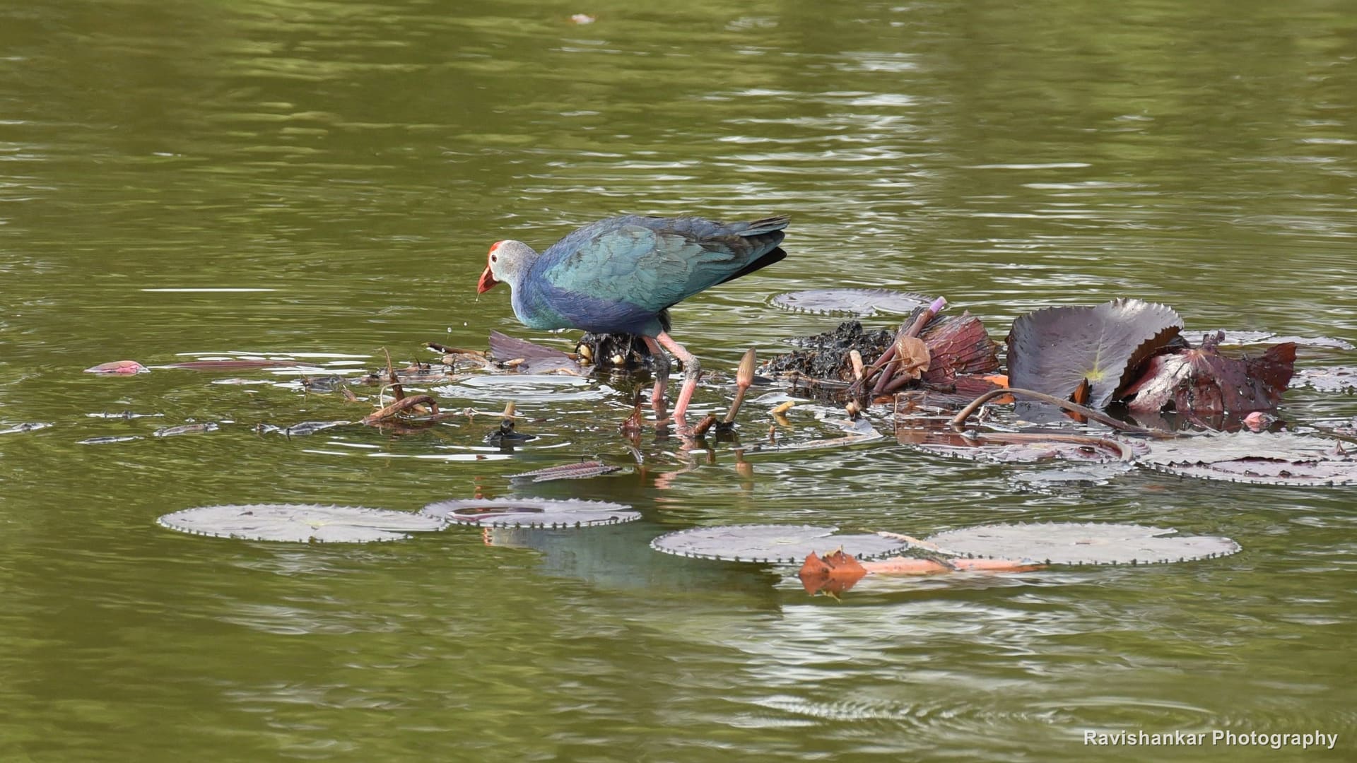 Purple Swamphen, foraging on floating weed — Lalbagh Botanical Garden, Bengaluru, Karnataka, May 2017