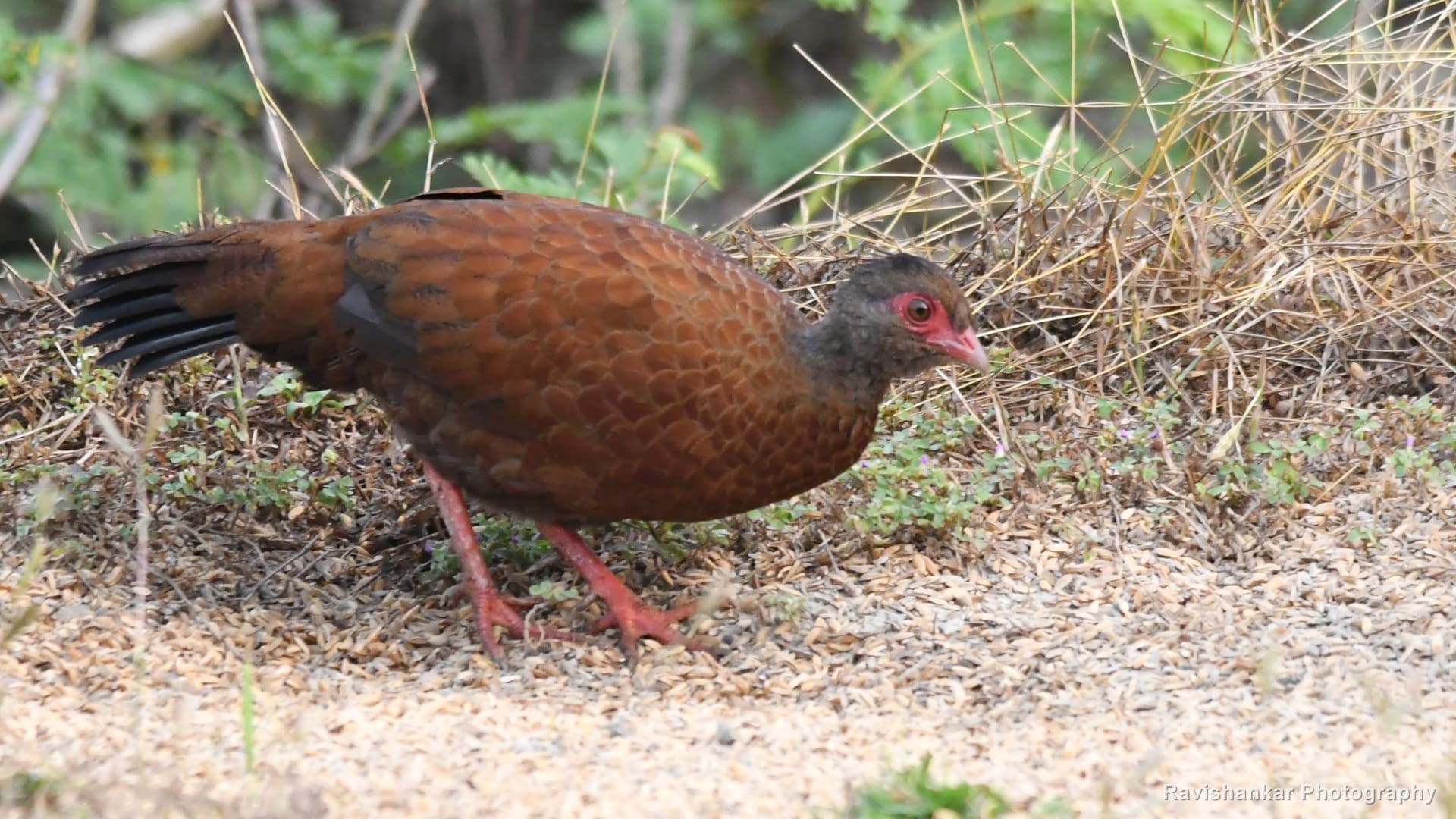 Red Spurfowl, male walking along a sandy path — Thattekadu Bird Sanctuary, Kerala, Dec 2018