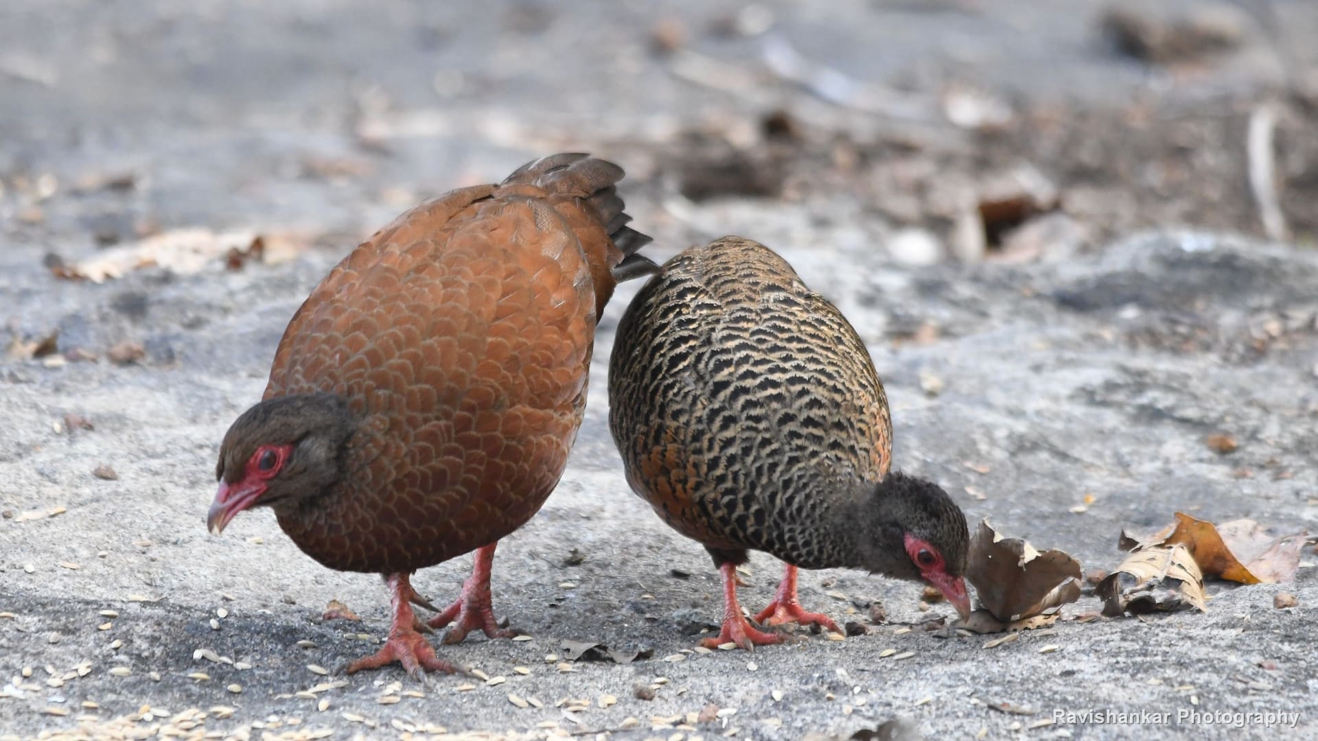 Red Spurfowl, male and hen feeding side by side — Thattekadu Bird Sanctuary, Kerala, Dec 2018