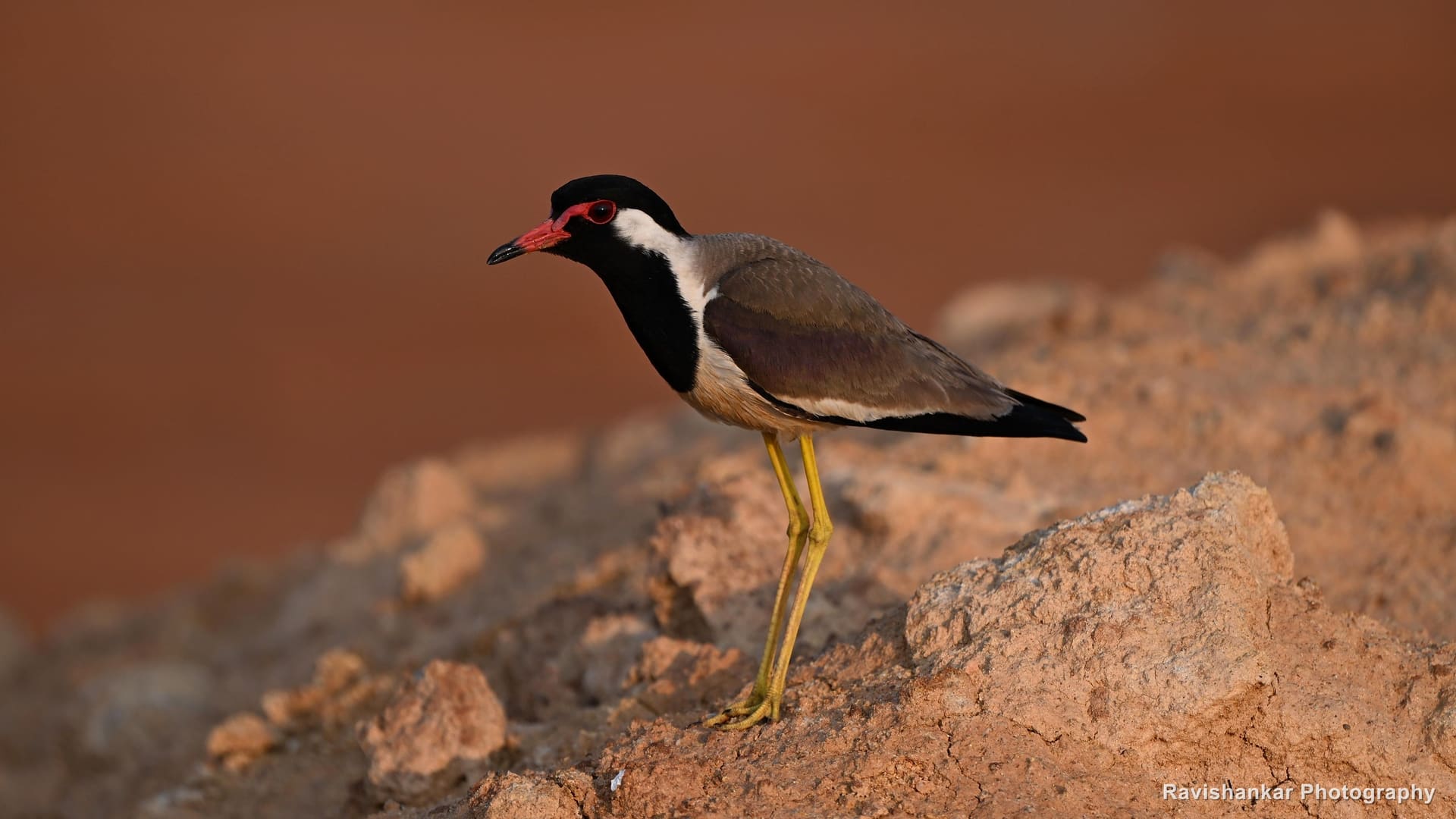 Red-wattled Lapwing, standing on a mound of red soil — Lake near Bengaluru, Karnataka (place to confirm), Apr 2026