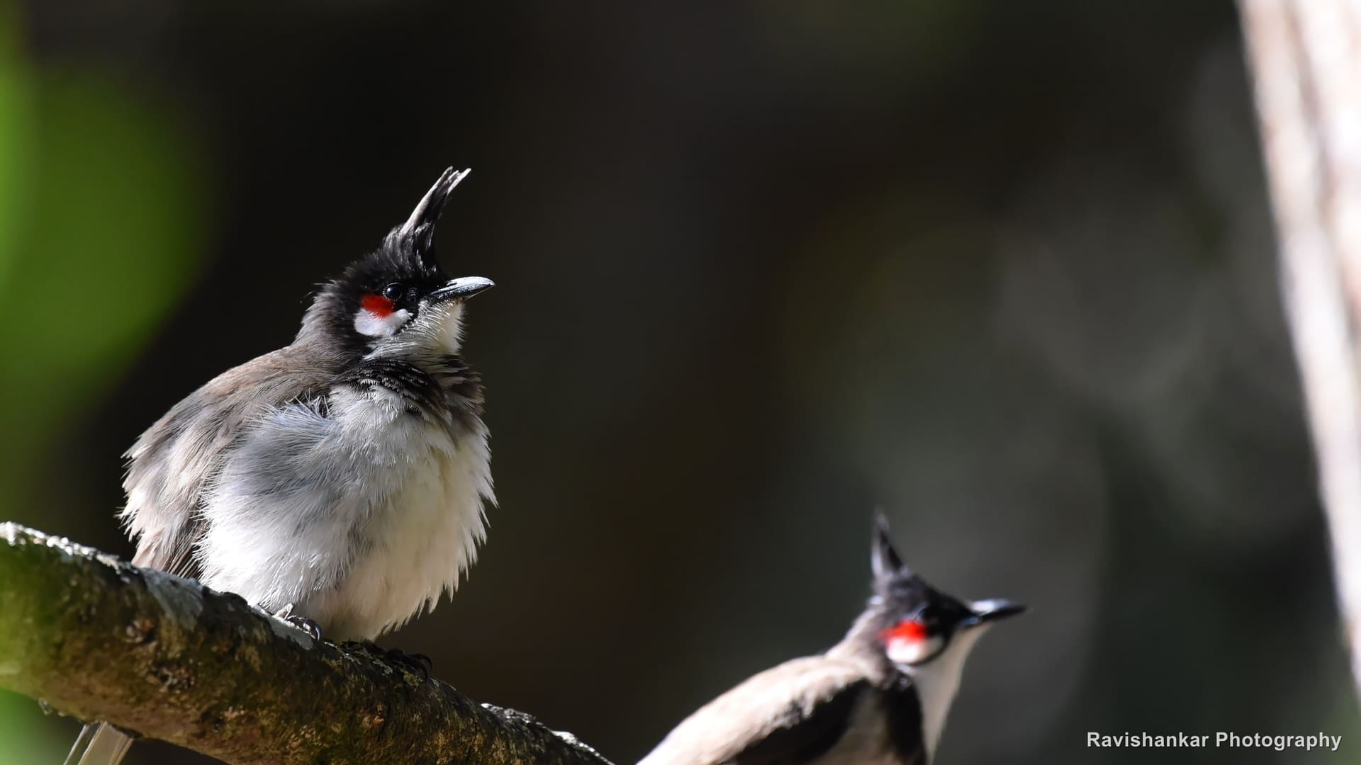 Red-whiskered Bulbul, on a mossy branch, a second bulbul behind — Ooty, Tamil Nadu, Feb 2017