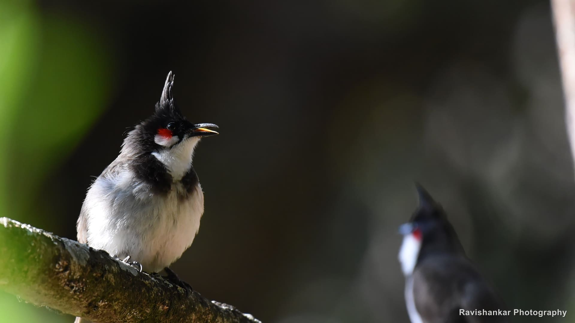Red-whiskered Bulbul, calling from a branch — Ooty, Tamil Nadu, Feb 2017