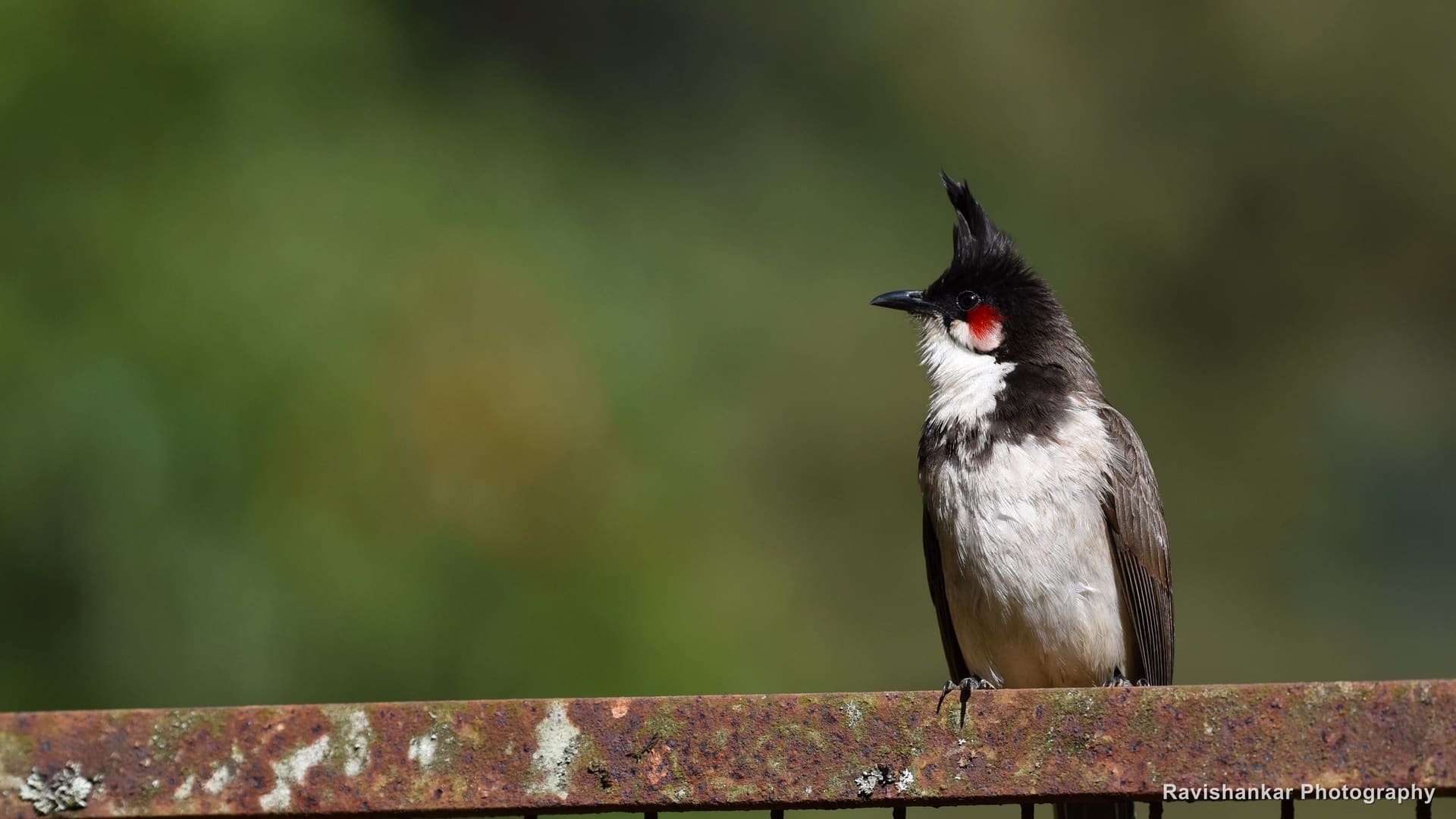Red-whiskered Bulbul, on a rusty fence — Ooty, Tamil Nadu, Feb 2017