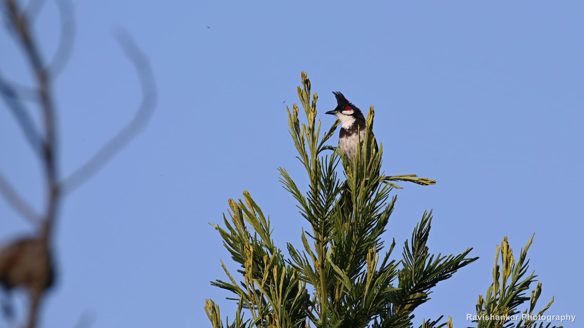Bulbuls