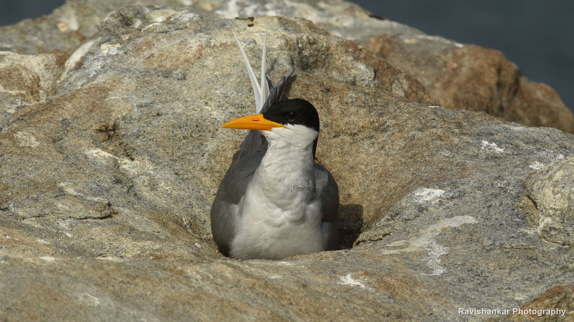 River Tern, sitting in a rock hollow — Ranganathittu Bird Sanctuary, Karnataka, Jan 2016