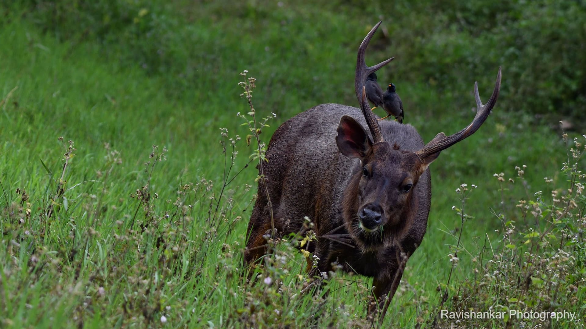 Sambar Deer — Bandipur - Jungle Lodges, Dec 2021