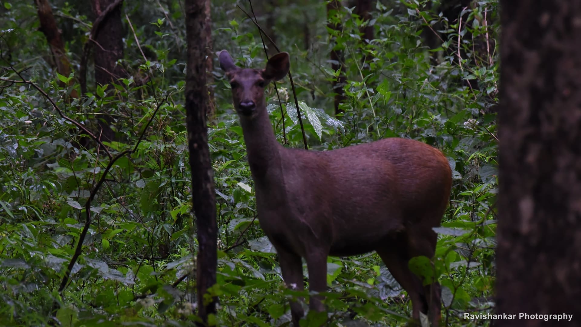 Sambar, hind standing in the forest, looking at the camera — Bhadra Tiger Reserve, Karnataka, Aug 2018