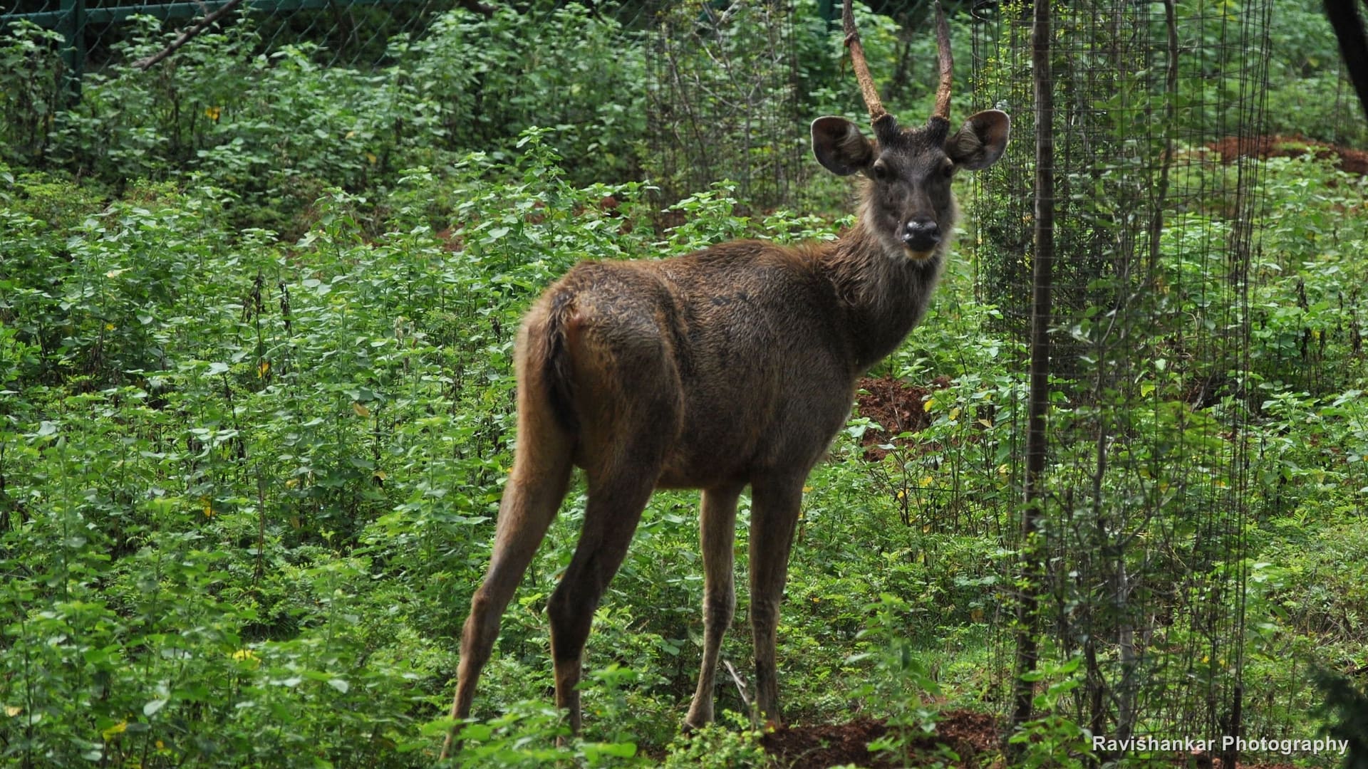 Sambar, hind standing among green undergrowth — Arignar Anna Zoological Park, Vandalur, Chennai, Tamil Nadu, Oct 2015