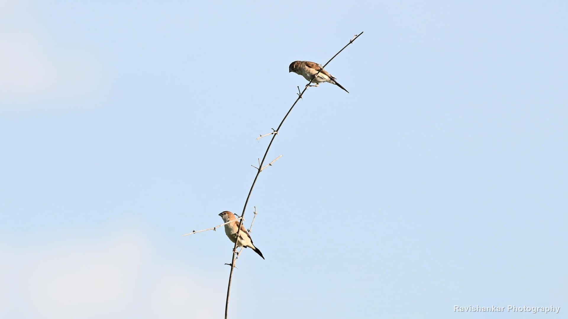Small perching birds, two on a dry stem against the sky — Hoskote Lake, Bengaluru, Karnataka (place to confirm), Oct 2026