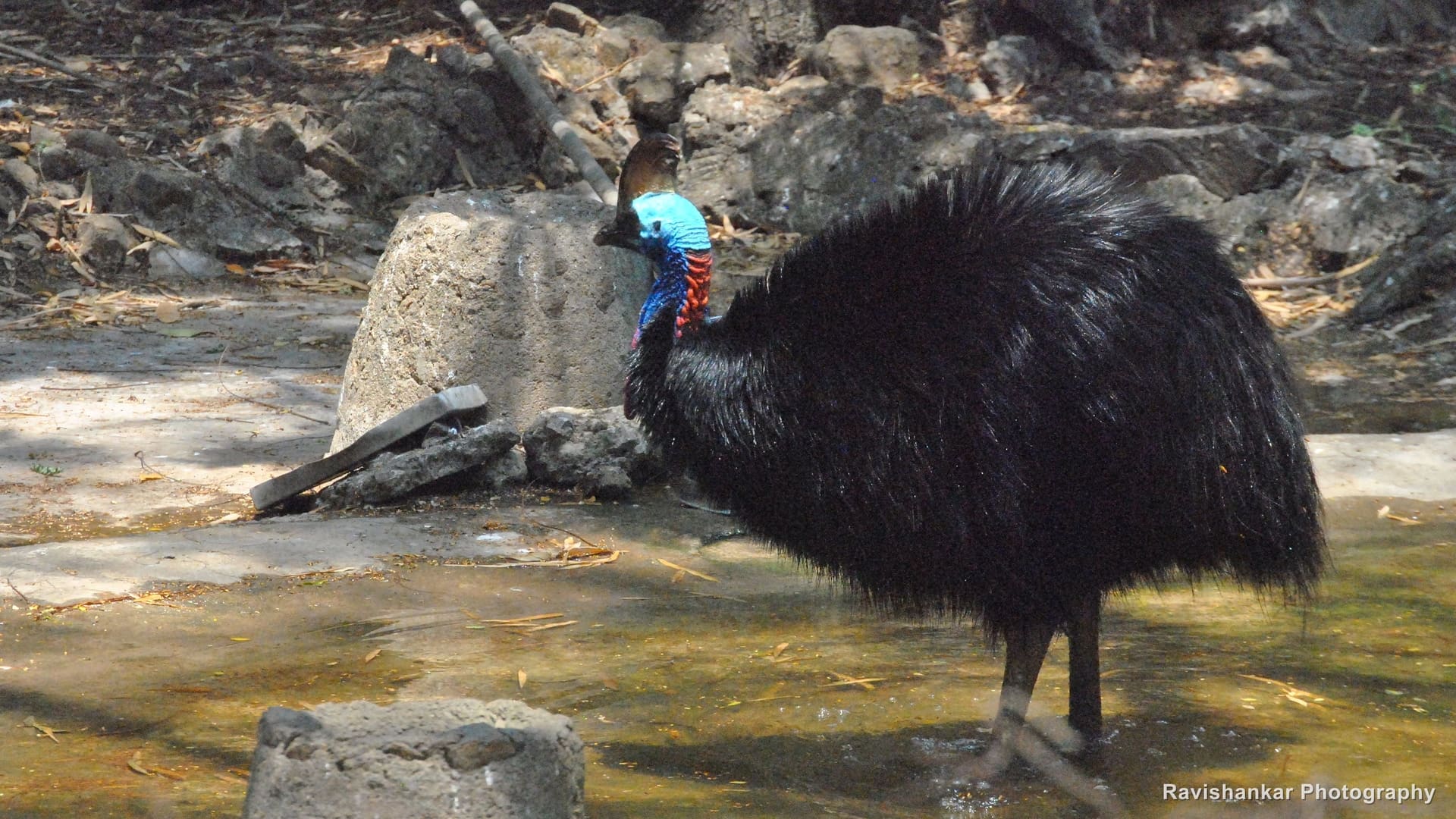 Cassowaries