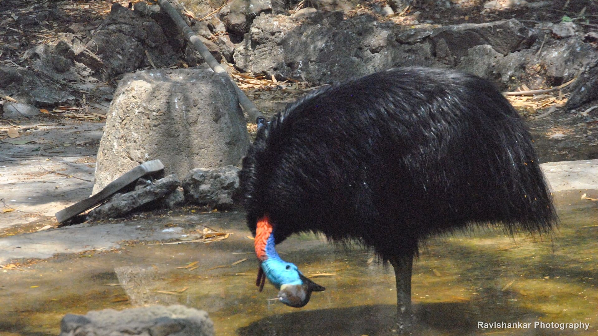 Southern Cassowary, drinking — Arignar Anna Zoological Park, Vandalur, Chennai, Tamil Nadu, Mar 2014