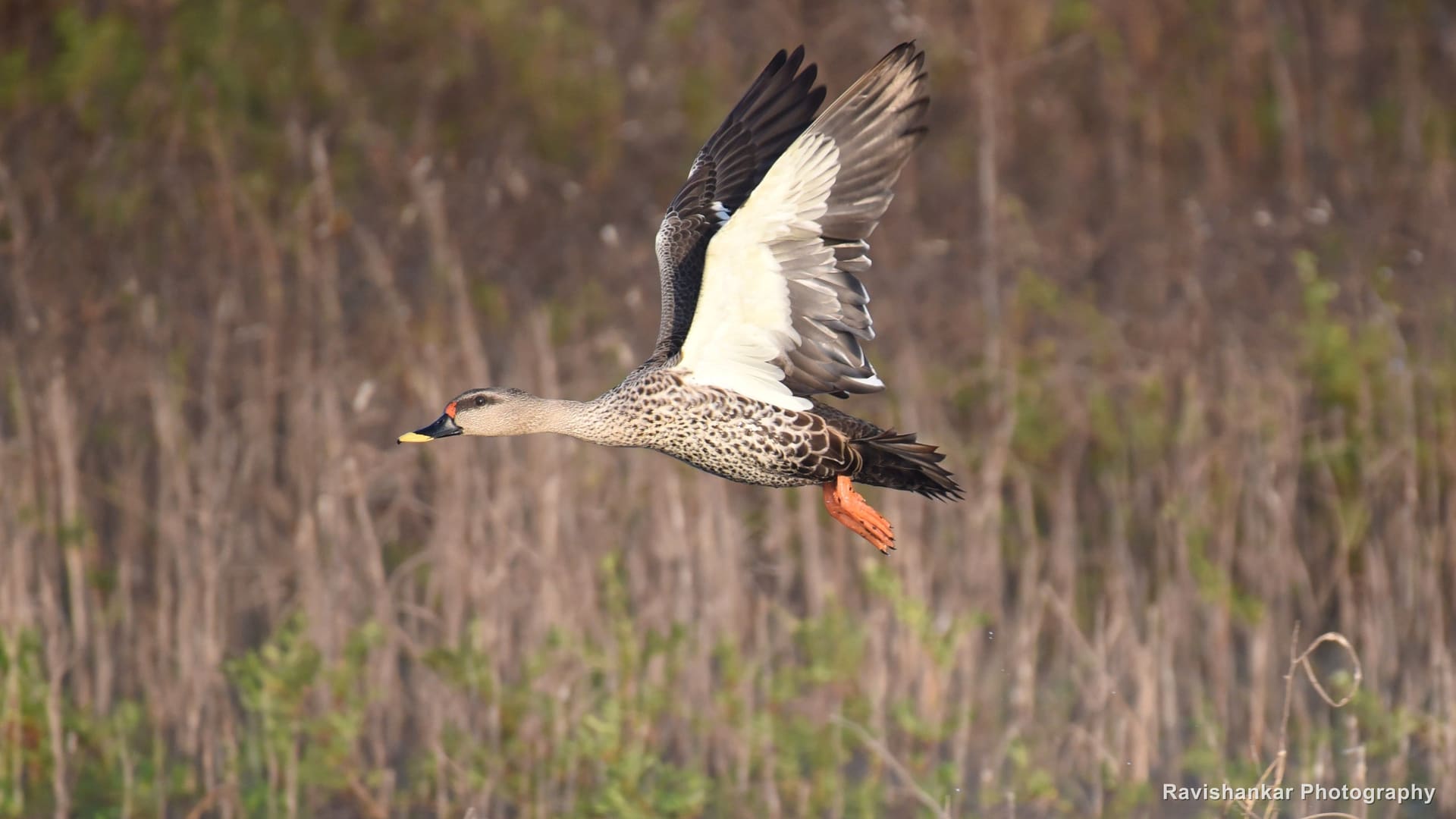 Spot-billed Duck, taking off over the reeds — Bhadra Tiger Reserve, Karnataka, Dec 2017