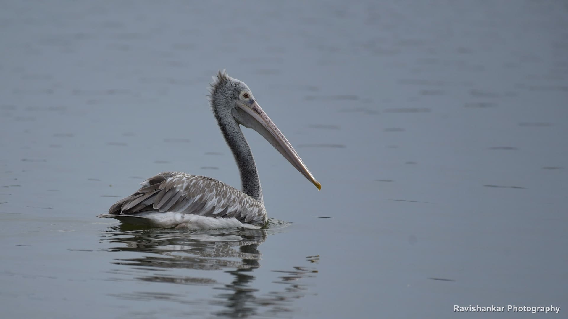 Pelicans